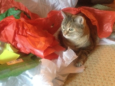 Entry image for Lucy. Clicking this image will show a larger photo