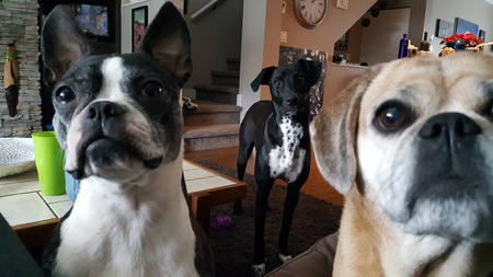 Entry image for Bella, Migo and Lulu. Clicking this image will show a larger photo