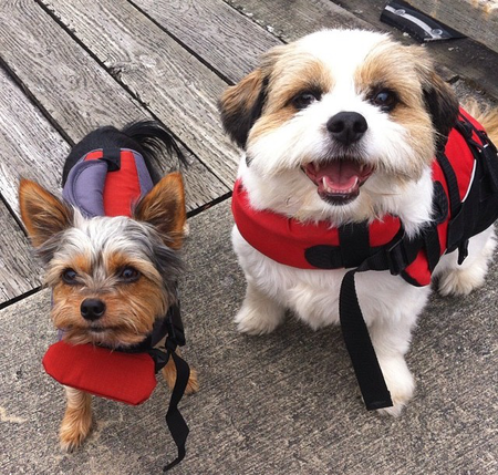 Entry image for Oscar & cooper. Clicking this image will show a larger photo