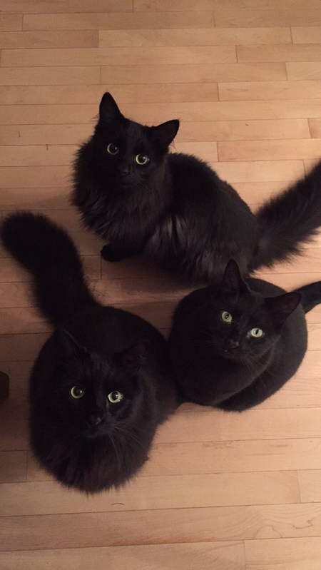 Entry image for Max, Joe, and Leo. Clicking this image will show a larger photo