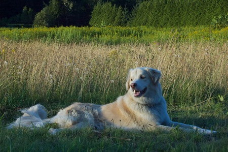 Entry image for Bear . Clicking this image will show a larger photo