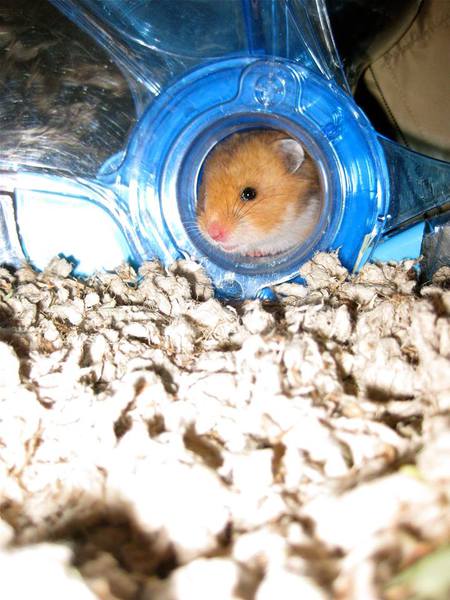 Entry image for Jezebel. Clicking this image will show a larger photo