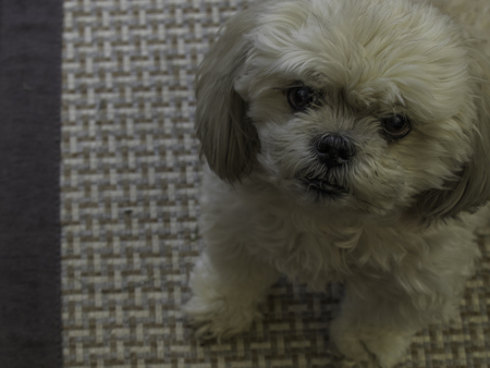 Entry image for HARLEY. Clicking this image will show a larger photo