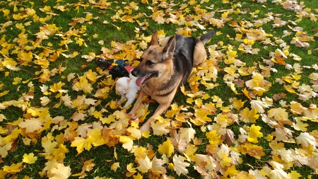 Entry image for Pheebs, canine & Maggs feline. Clicking this image will show a larger photo