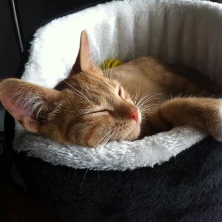 Entry image for Teddy. Clicking this image will show a larger photo