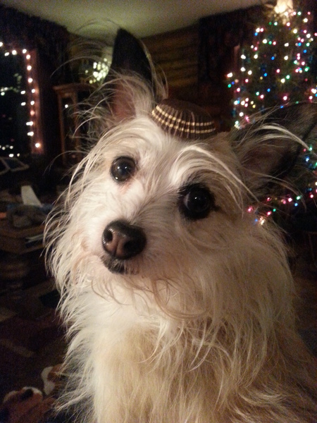 Entry image for Jack. Clicking this image will show a larger photo