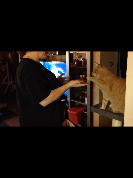 Entry image for Tigger. Clicking this image will show a larger photo