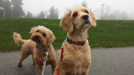 Entry image for Batman and Lacey. Clicking this image will show a larger photo