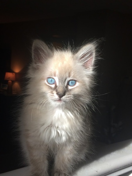 Entry image for Henry. Clicking this image will show a larger photo