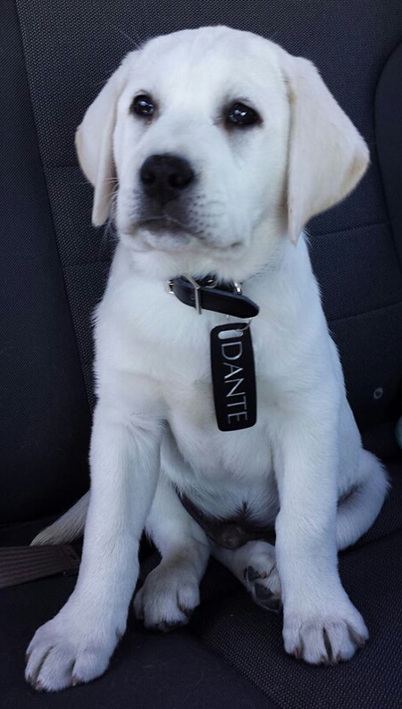 Entry image for Dante. Clicking this image will show a larger photo