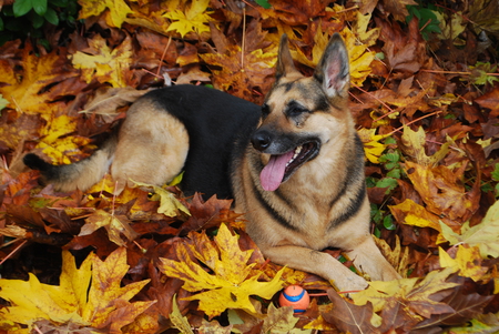 Entry image for Pheebee-girl. Clicking this image will show a larger photo