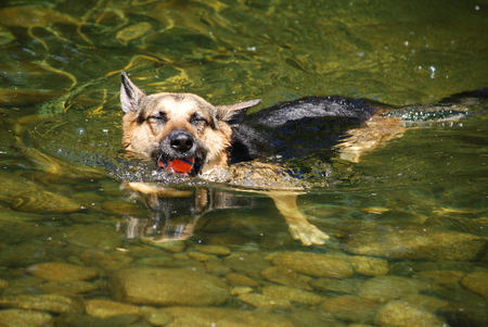 Entry image for Pheebs. Clicking this image will show a larger photo