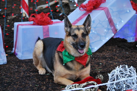 Entry image for Pheebs. Clicking this image will show a larger photo