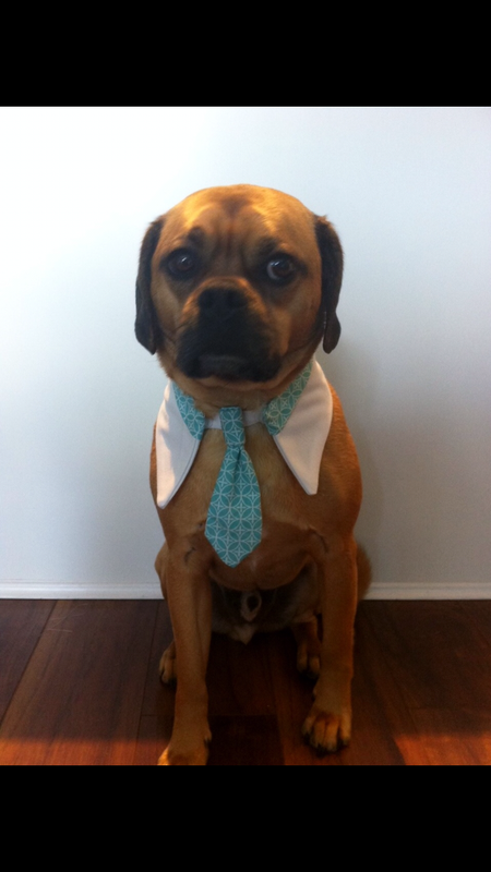 Entry image for Buddy. Clicking this image will show a larger photo