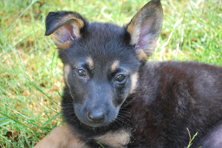 Entry image for Pheebee. Clicking this image will show a larger photo