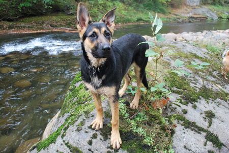 Entry image for Pheebee. Clicking this image will show a larger photo