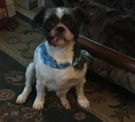 Entry image for Teddybear. Clicking this image will show a larger photo