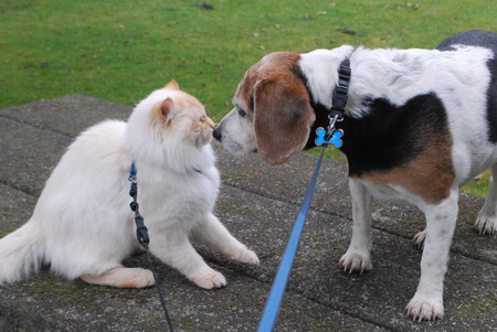 Entry image for Feline-Maggs, Beagle-Trip. Clicking this image will show a larger photo