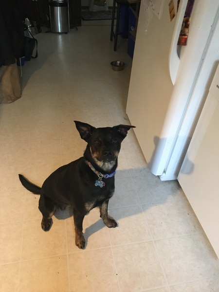 Entry image for Mia. Clicking this image will show a larger photo