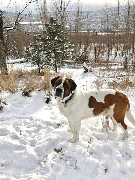 Entry image for Mickey. Clicking this image will show a larger photo