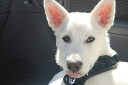 Entry image for Mowgli. Clicking this image will show a larger photo