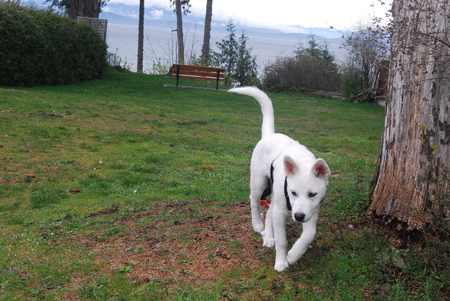 Entry image for Mowgli. Clicking this image will show a larger photo