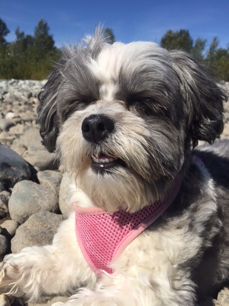 Entry image for Frankie. Clicking this image will show a larger photo