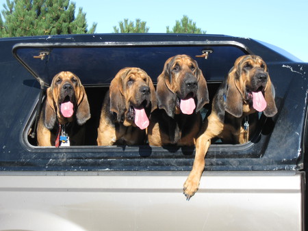 Entry image for The Bloodhound Brothers. Clicking this image will show a larger photo