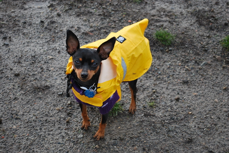 Entry image for TAYA. Clicking this image will show a larger photo