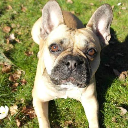 Entry image for Stella. Clicking this image will show a larger photo