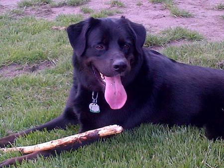 Entry image for Django. Clicking this image will show a larger photo