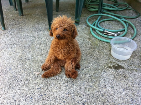 Entry image for Finnigan . Clicking this image will show a larger photo