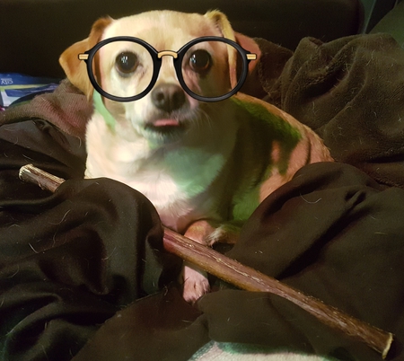 Entry image for Daisy. Clicking this image will show a larger photo