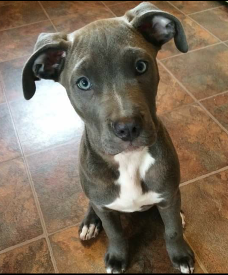 Entry image for Cali. Clicking this image will show a larger photo