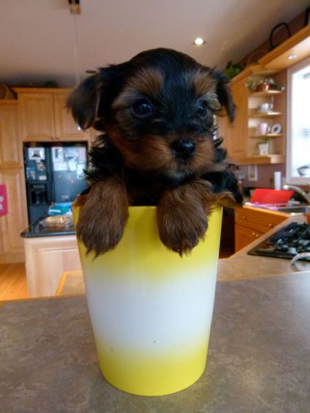 Entry image for TETLEY. Clicking this image will show a larger photo