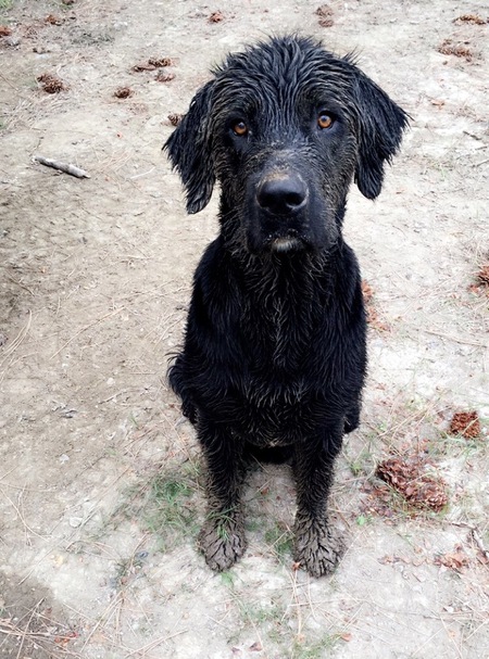 Entry image for Ryker. Clicking this image will show a larger photo