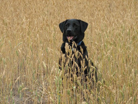 Entry image for Nova. Clicking this image will show a larger photo