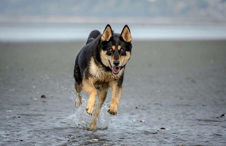 Entry image for Kaya. Clicking this image will show a larger photo