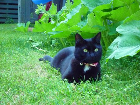 Entry image for Miss Minnie Mouser. Clicking this image will show a larger photo