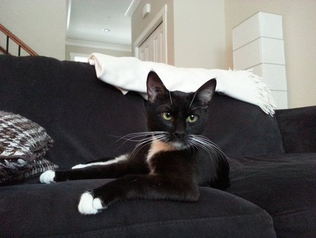 Entry image for Chairman Meow. Clicking this image will show a larger photo