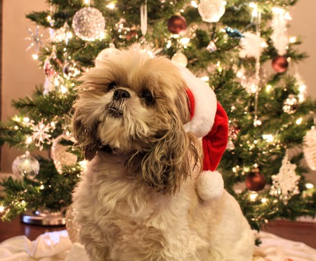 Entry image for Jake. Clicking this image will show a larger photo