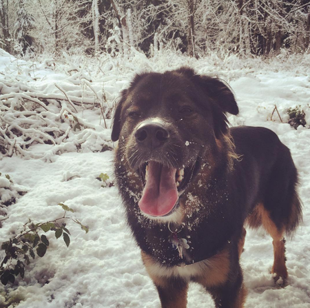 Entry image for Whiskey. Clicking this image will show a larger photo