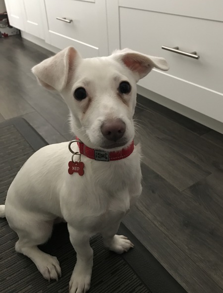 Entry image for Ned. Clicking this image will show a larger photo