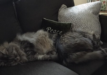 Entry image for Kiska and Neena. Clicking this image will show a larger photo