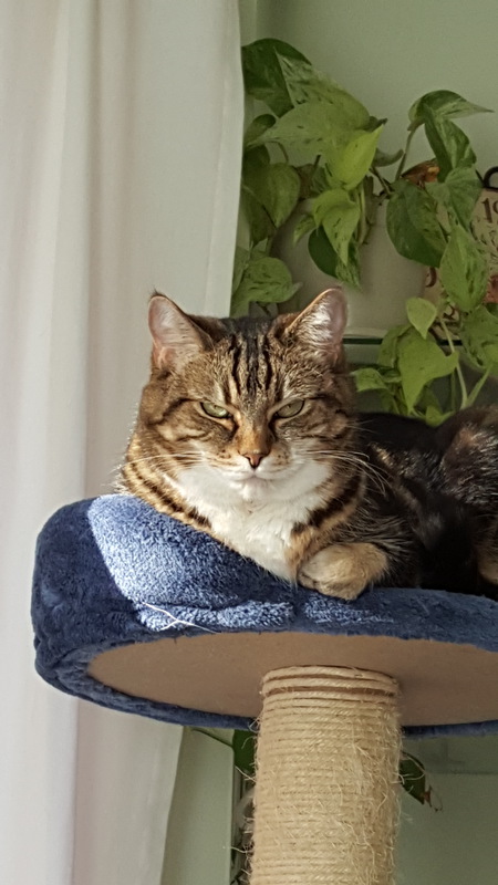 Entry image for Sable. Clicking this image will show a larger photo