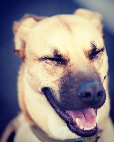 Entry image for Zorro . Clicking this image will show a larger photo