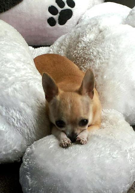 Entry image for Carmela. Clicking this image will show a larger photo