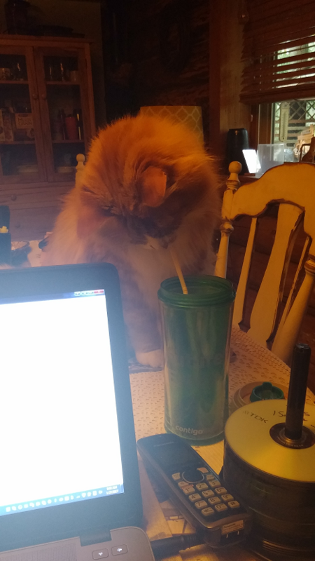 Entry image for Tig. Clicking this image will show a larger photo