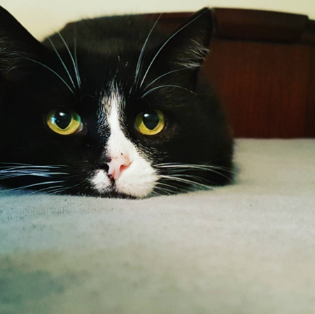 Entry image for George the cat. Clicking this image will show a larger photo