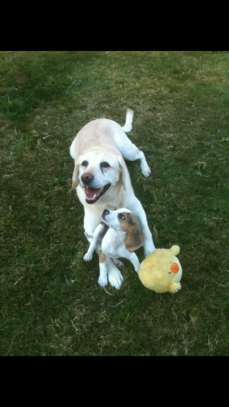 Entry image for Christy and Bailey. Clicking this image will show a larger photo